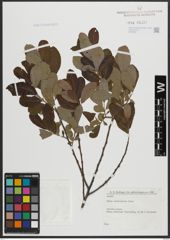 Foto von Salix atrocinerea Brot.